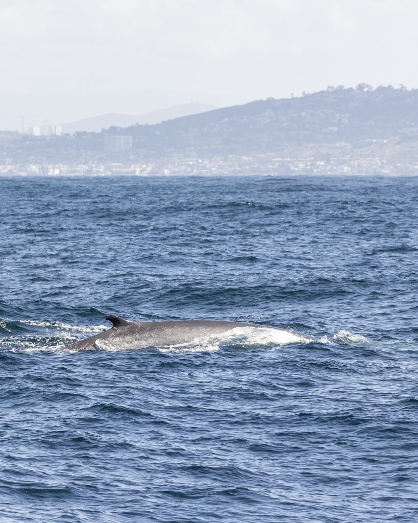 20240406 217A5638 | San Diego Whale Watch 1