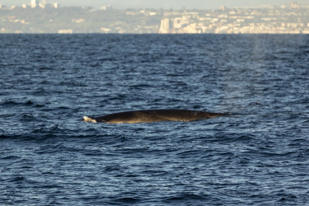 20240406 217A6008 | San Diego Whale Watch 7