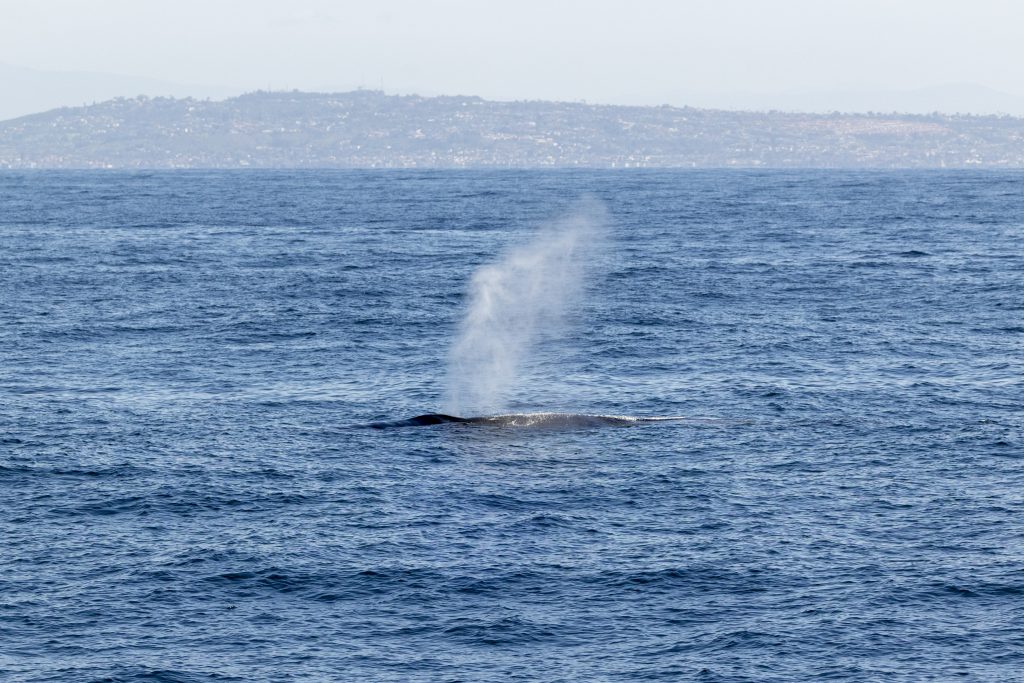 20240407 217A6313 | San Diego Whale Watch 1