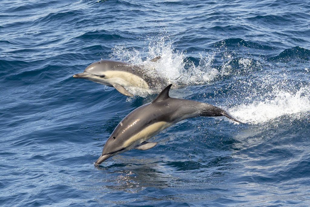 See Hundreds of Dolphins! San Diego Long-Beaked Common Dolphin Tour
