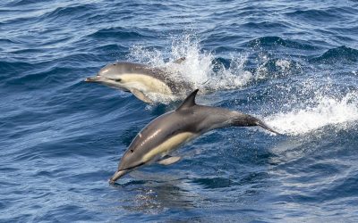 Saw Hundreds of Dolphins! San Diego Long-Beaked Common Dolphin Tour – April 8, 2024