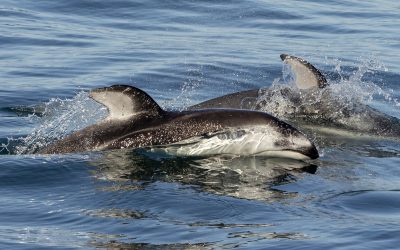 Saw Rare Dolphins! San Diego Pacific White-Sided Dolphin Watching – April 9, 2024