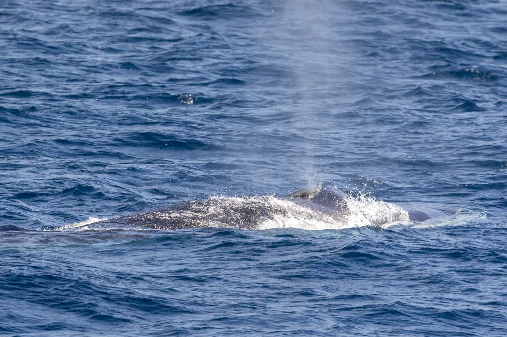 Witness a rare sight! We saw a gray whale feeding in Mission Bay
