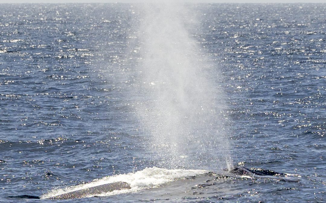 Witness a rare sight! We saw a gray whale feeding in Mission Bay