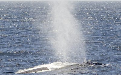 Witness a rare sight! We saw a gray whale feeding in Mission Bay – April 10, 2024