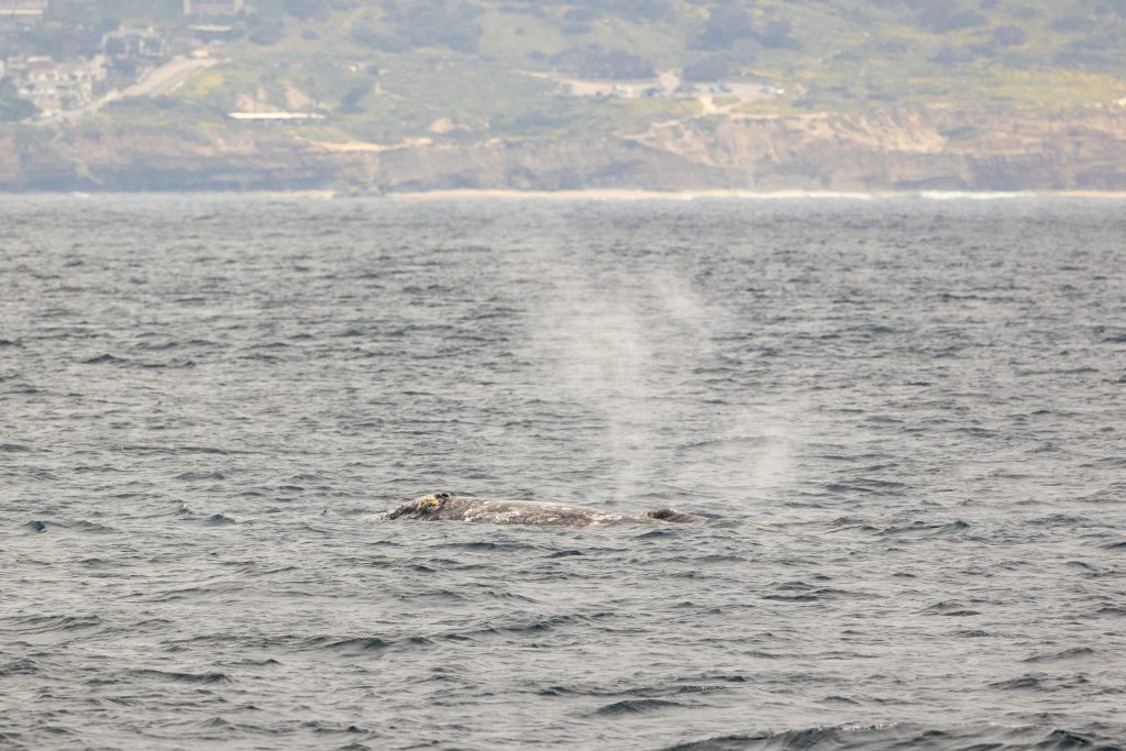 20240411 217A1283 | San Diego Whale Watch 7
