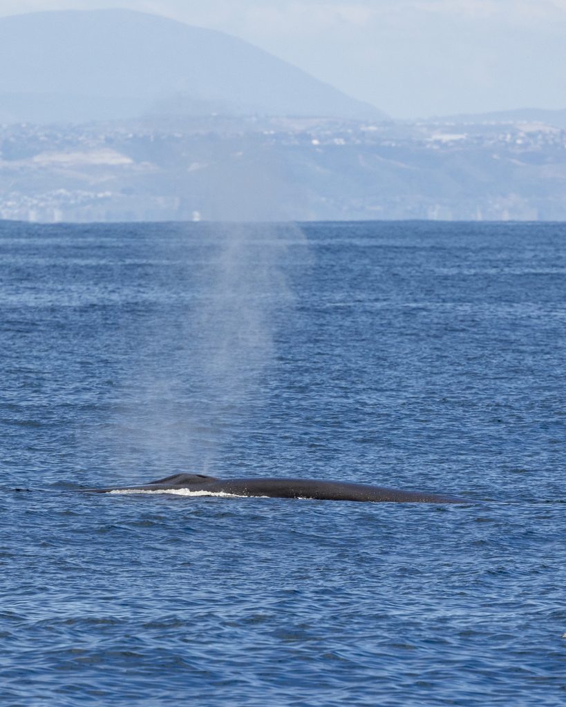 20240414 217A4106 | San Diego Whale Watch 9