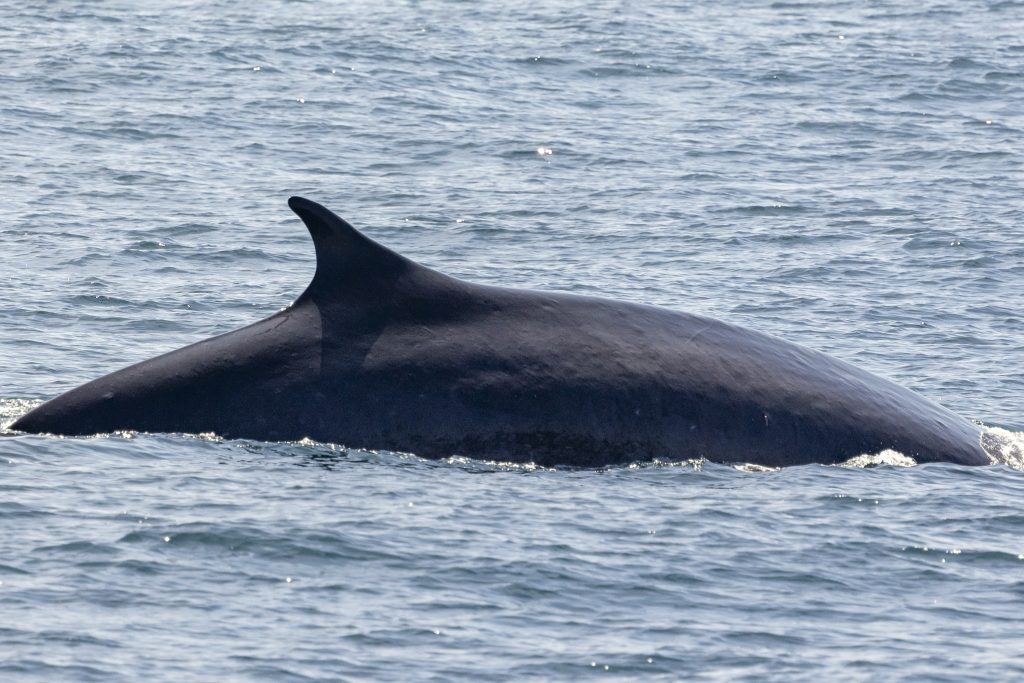 20240417 217A7590 | San Diego Whale Watch 1