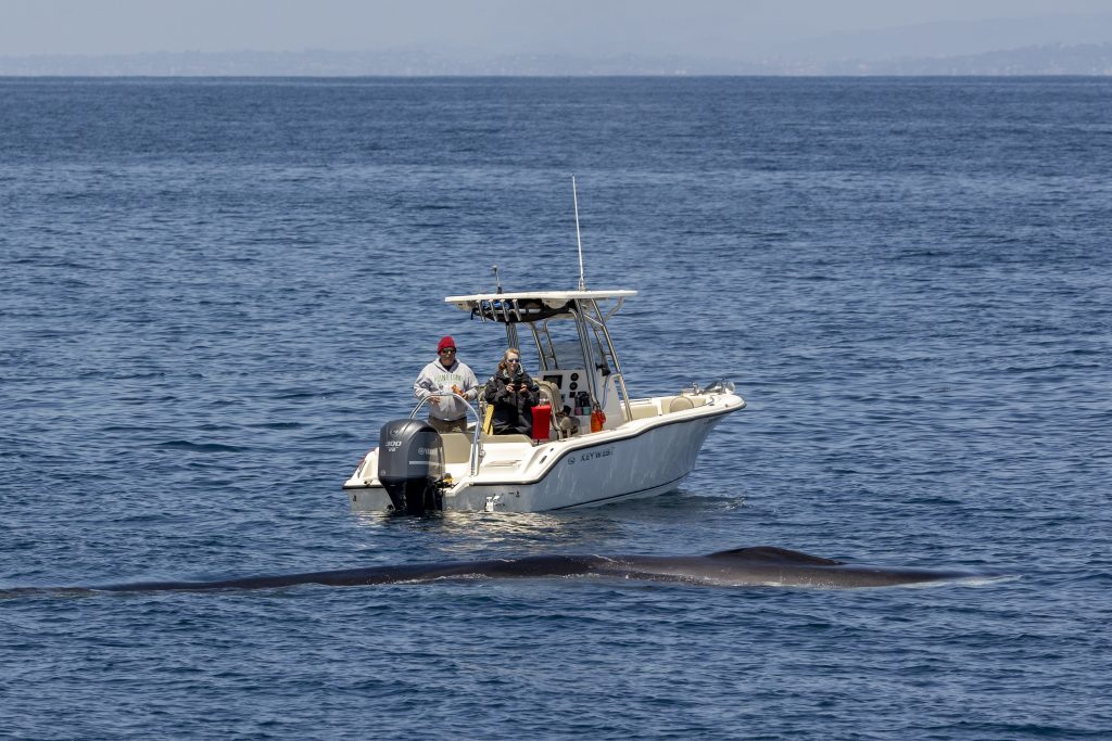20240419 217A9214 | San Diego Whale Watch 81