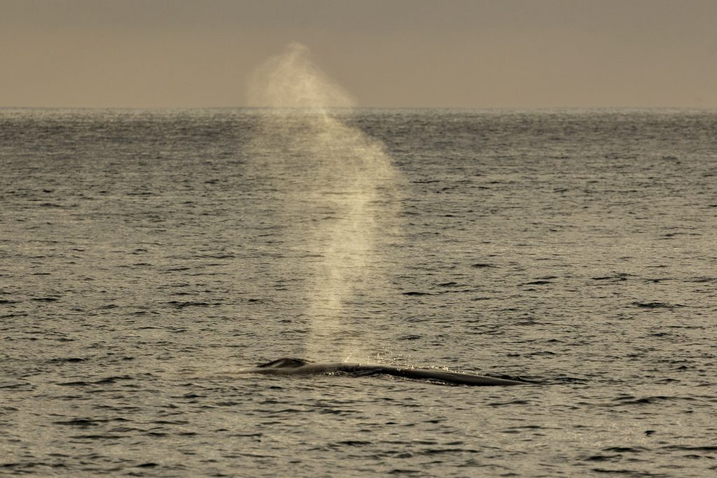 20240419 217A9999 | San Diego Whale Watch 24