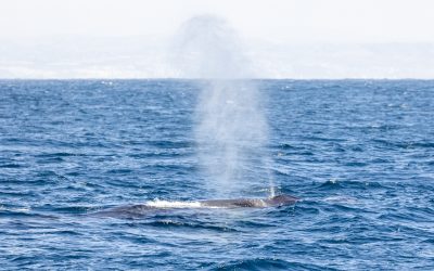 Unforgettable Encounters: Whale Watching in San Diego
