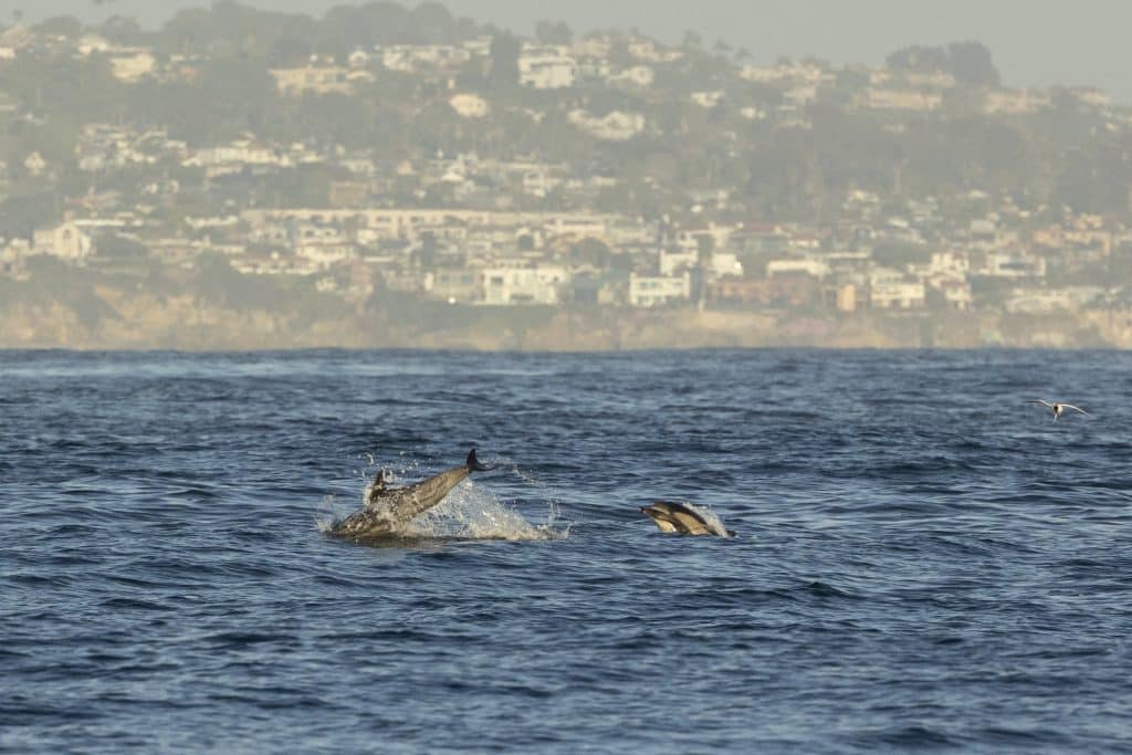 20240428 217A3048 | San Diego Whale Watch 5