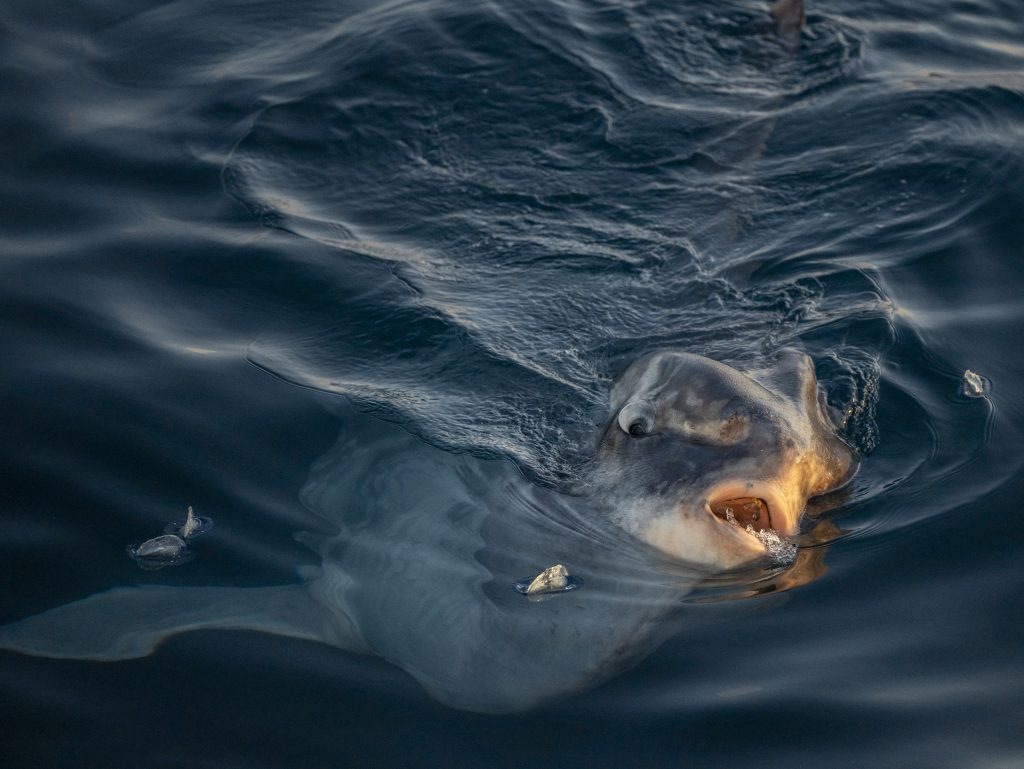 20240428 DSC8821 | San Diego Whale Watch 1