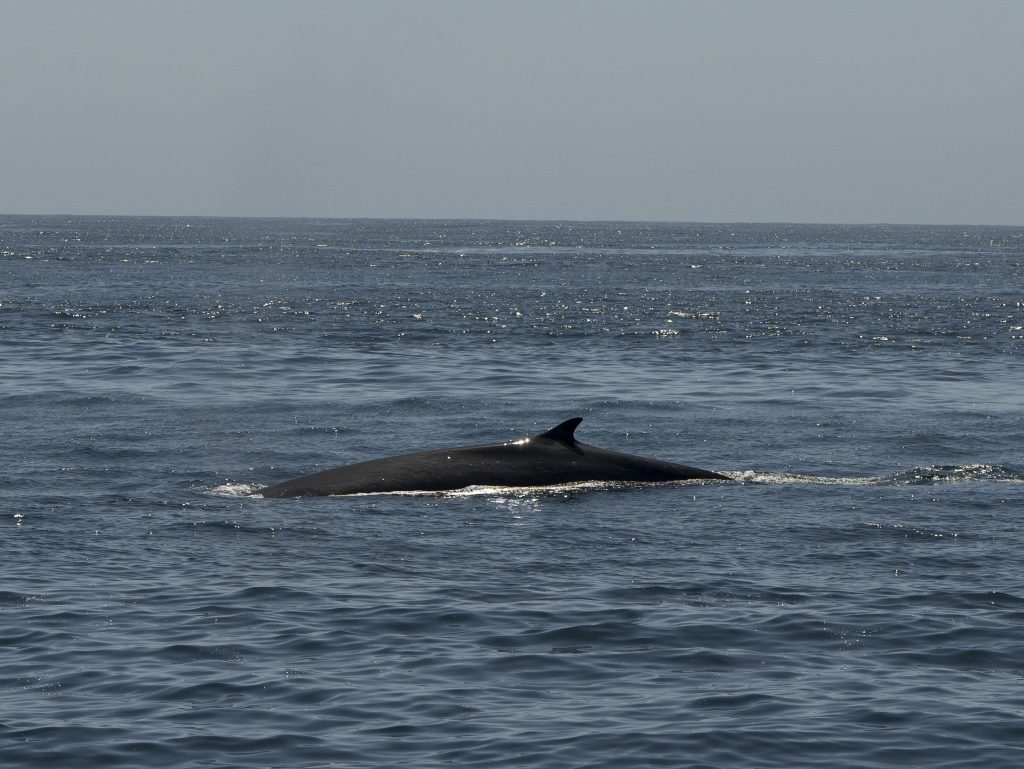 20240429 DSC8920 | San Diego Whale Watch 3