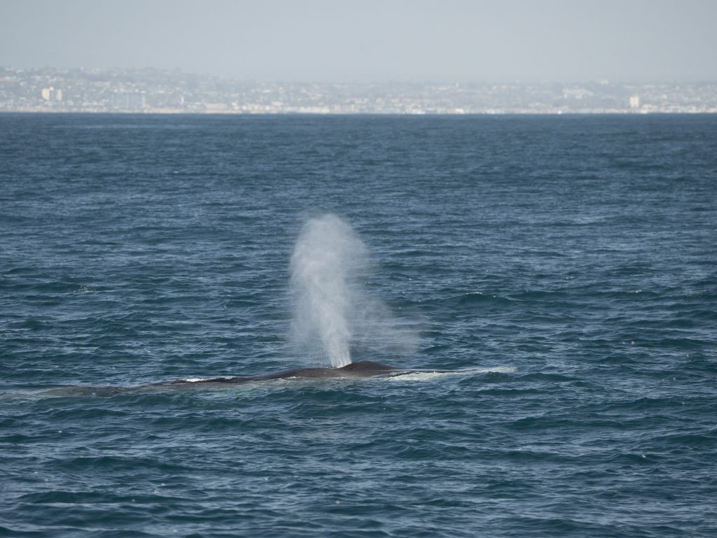 20240429 DSC8986 | San Diego Whale Watch 5