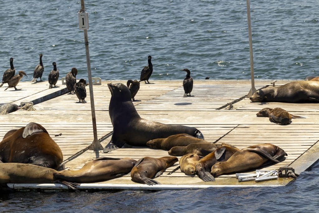 20240430 217A3074 | San Diego Whale Watch 1