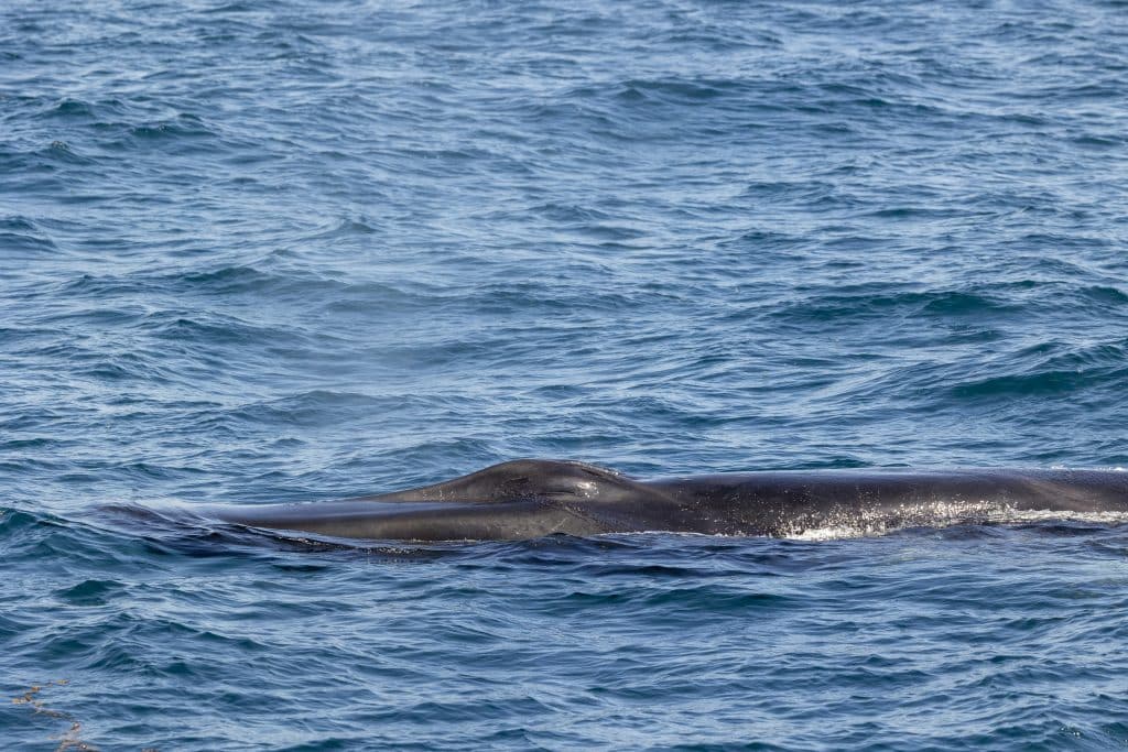 20240430 217A3348 | San Diego Whale Watch 7