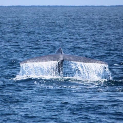 Best Dolphin & Whale Watching Sunset Cruise - San Diego, CA