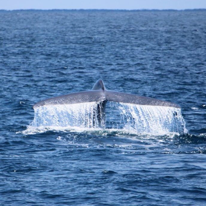 Blue whale watching tour boat charter | San Diego Whale Watch 2