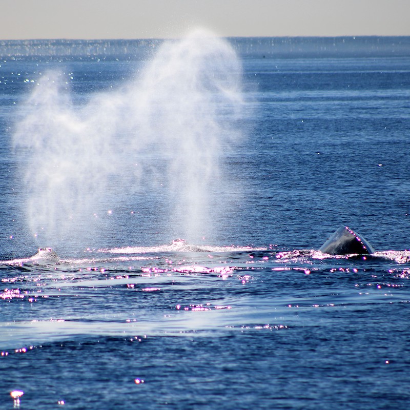 Gray whales January san diego whale watch 1 | San Diego Whale Watch 1