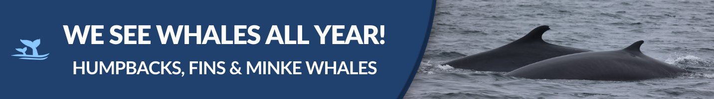 Whales All Year Banner | San Diego Whale Watch 1