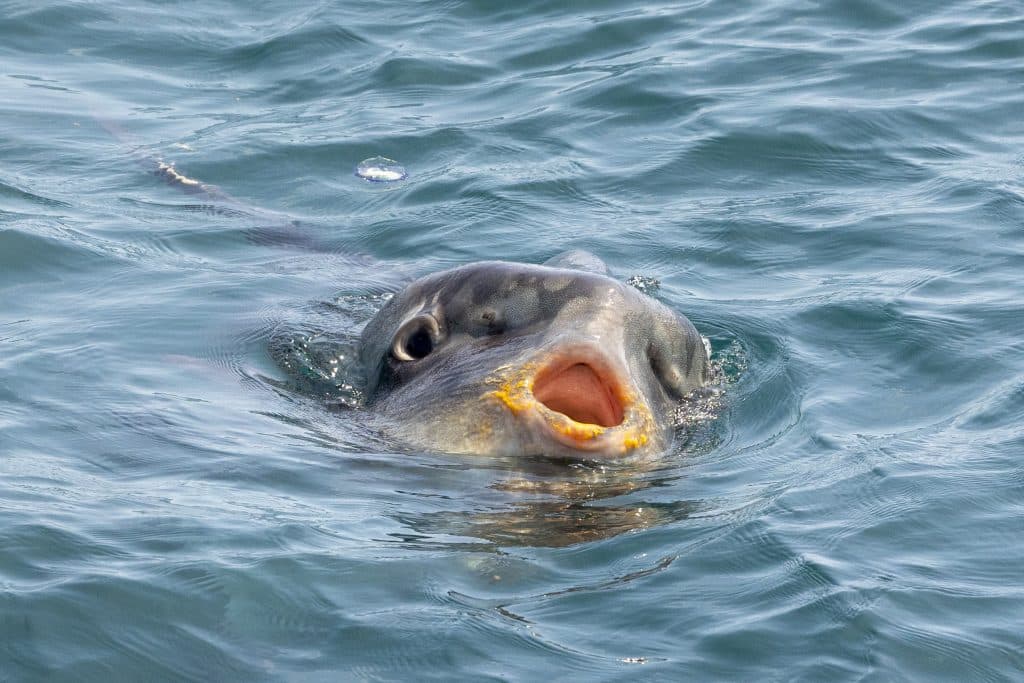 20240502 217A4140 | San Diego Whale Watch 7