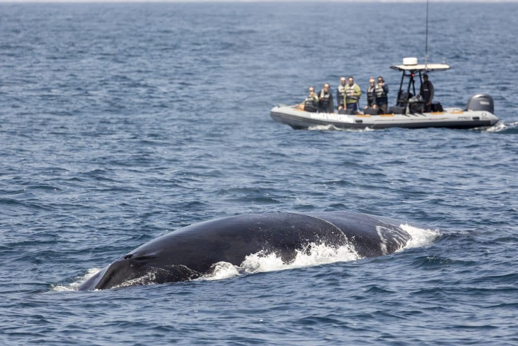 20240502 217A4350 | San Diego Whale Watch 9