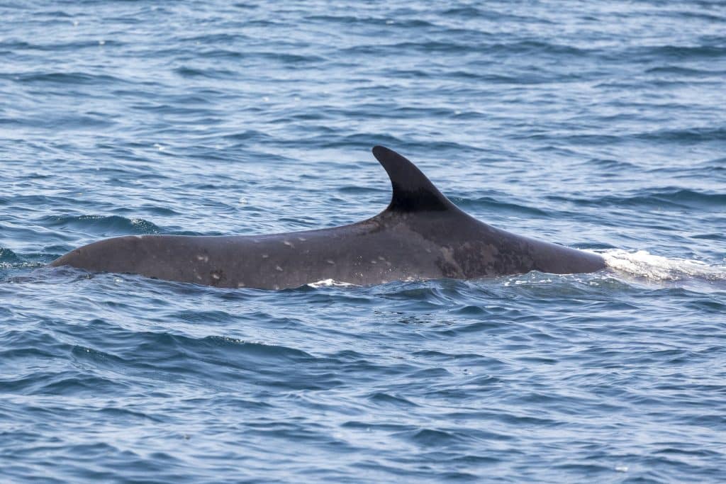 20240502 217A4653 | San Diego Whale Watch 11