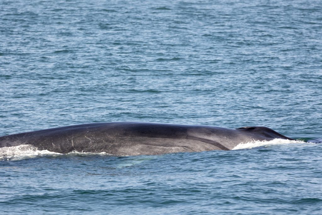 20240503 217A5418 | San Diego Whale Watch 7
