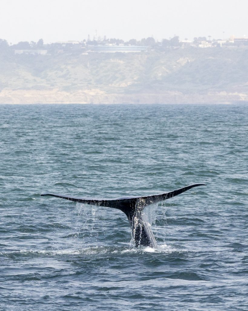 20240504 217A6747 | San Diego Whale Watch 7