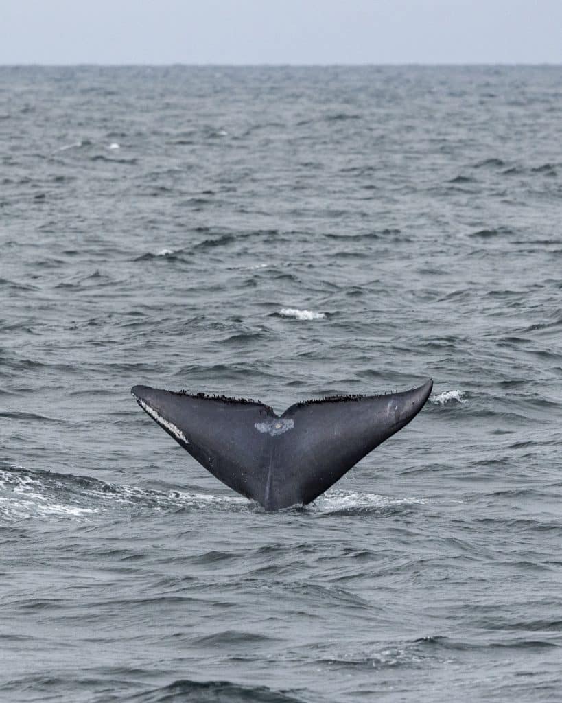 20240504 217A6981 | San Diego Whale Watch 3