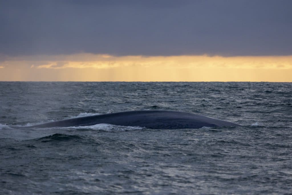 20240504 217A7040 | San Diego Whale Watch 1