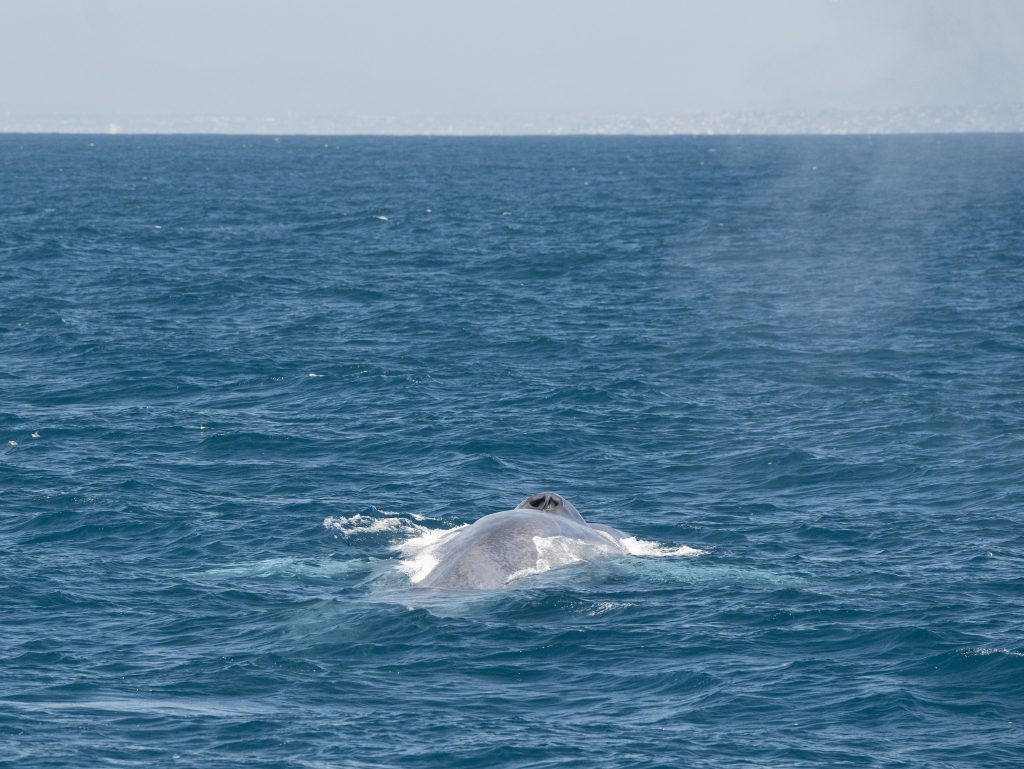 20240506 DSC9349 | San Diego Whale Watch 3