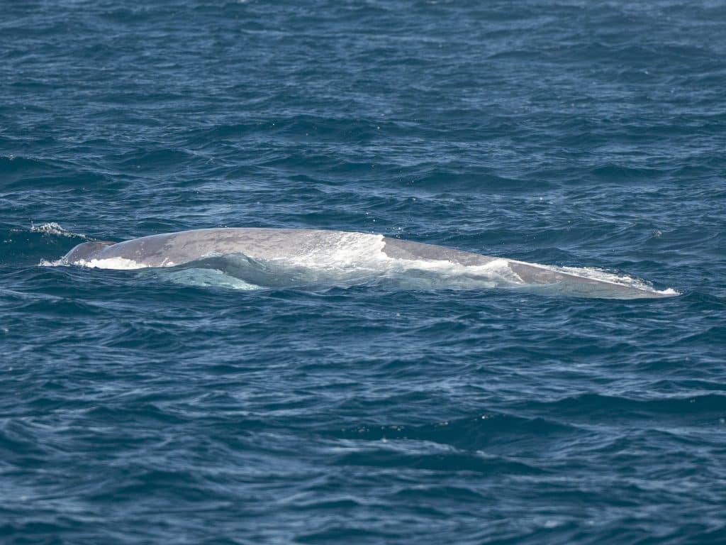 20240506 DSC9371 | San Diego Whale Watch 1