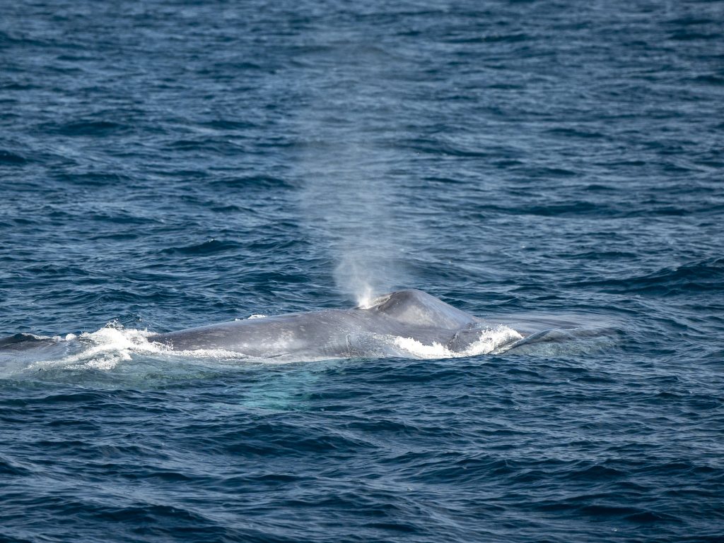 20240507 DSC9433 | San Diego Whale Watch 5