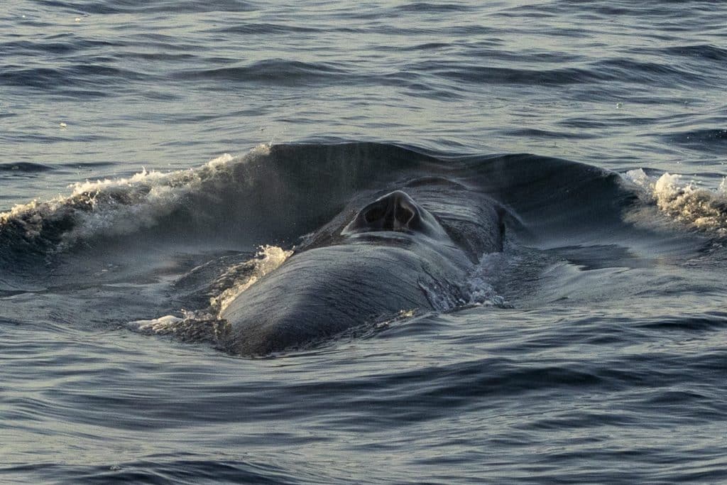 20240509 217A7613 | San Diego Whale Watch 9