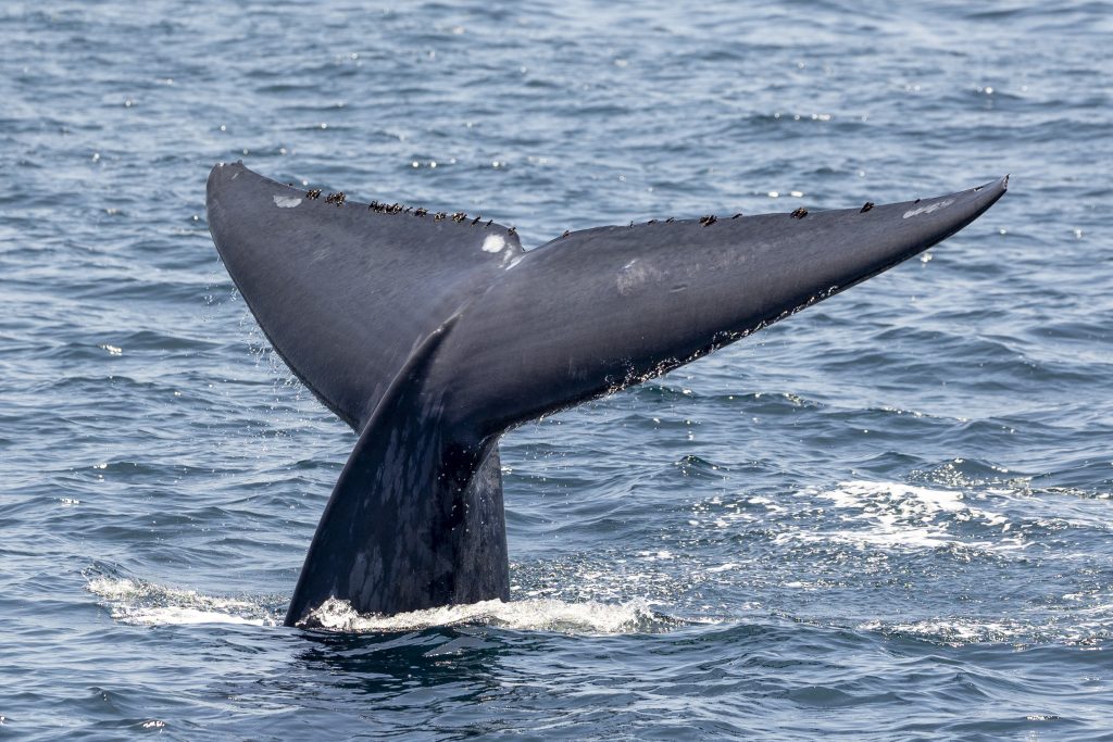 San Diego Blue Whale Watching Tour: Witness the Majesty of the Ocean's