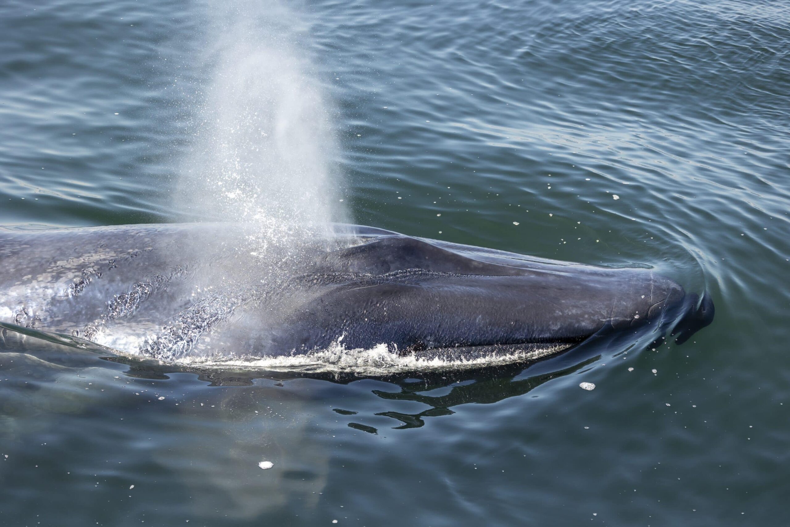 blue whale sighting tour