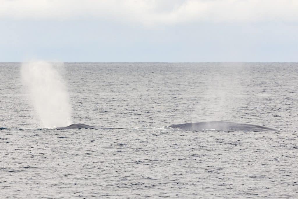 20240612 217A7326 | San Diego Whale Watch 1