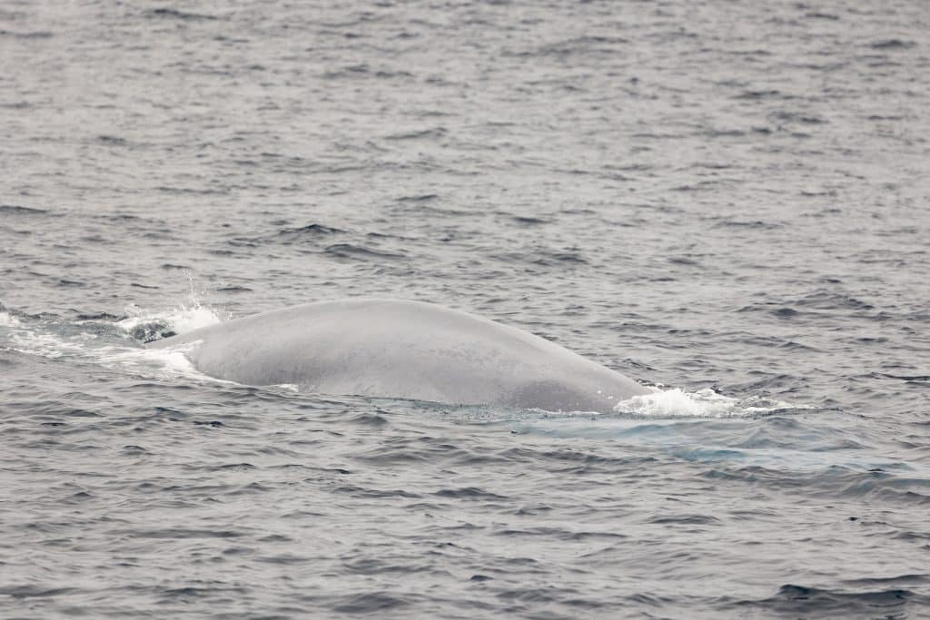 20240612 217A7763 | San Diego Whale Watch 3