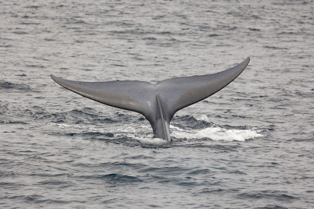 20240612 217A7797 | San Diego Whale Watch 5