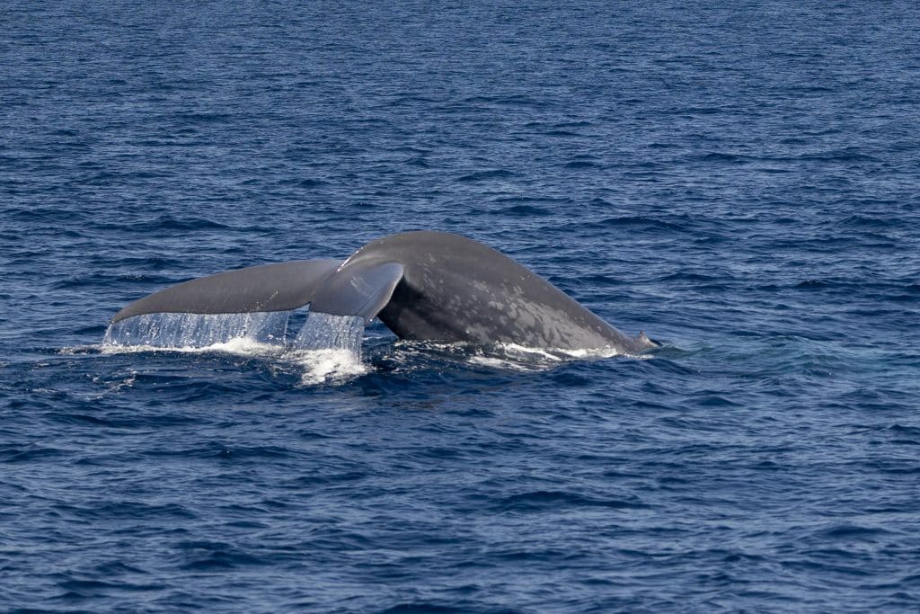 20240612 217A8172 | San Diego Whale Watch 7