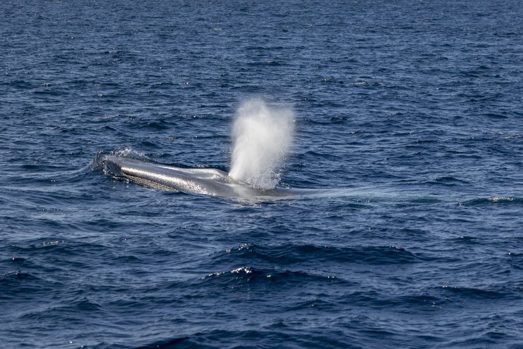20240612 217A8316 | San Diego Whale Watch 9