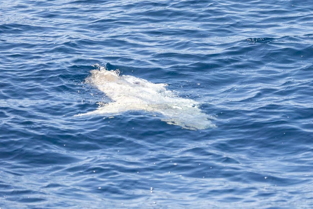 20240612 217A8374 1 | San Diego Whale Watch 11