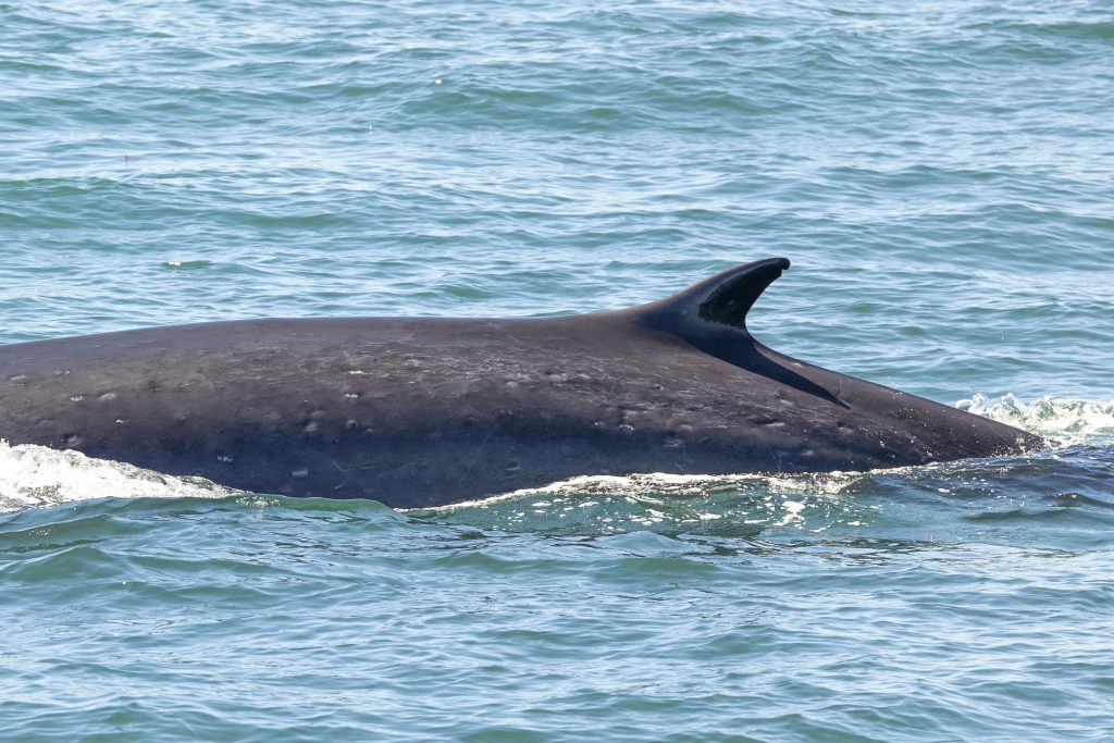20240624 217A3297 | San Diego Whale Watch 9