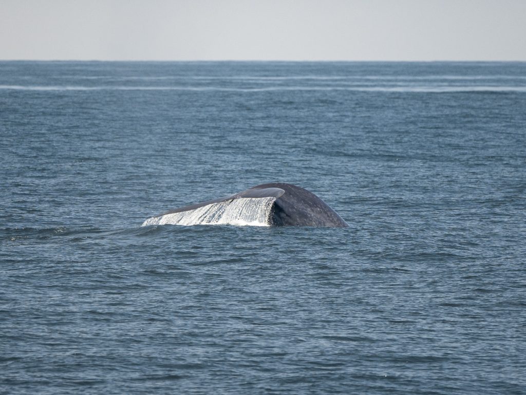 20240625 DSC7111 | San Diego Whale Watch 13