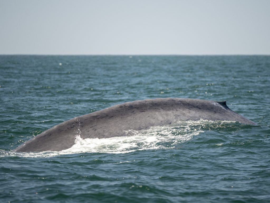 20240625 DSC7228 | San Diego Whale Watch 9