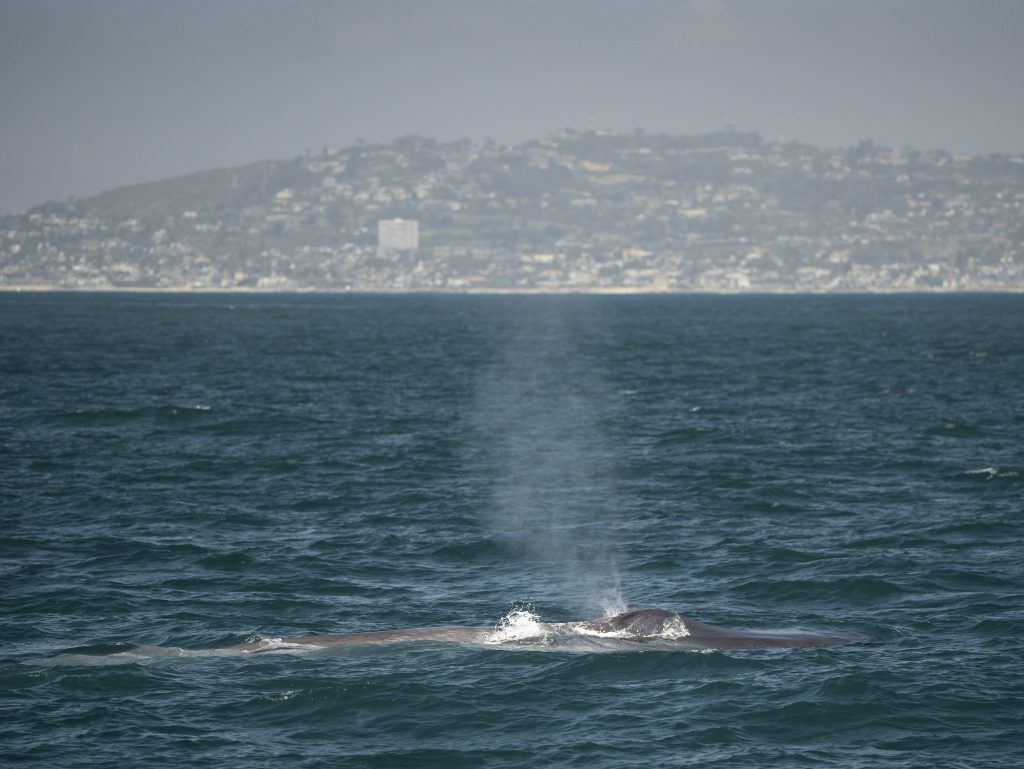 20240625 DSC7334 | San Diego Whale Watch 7