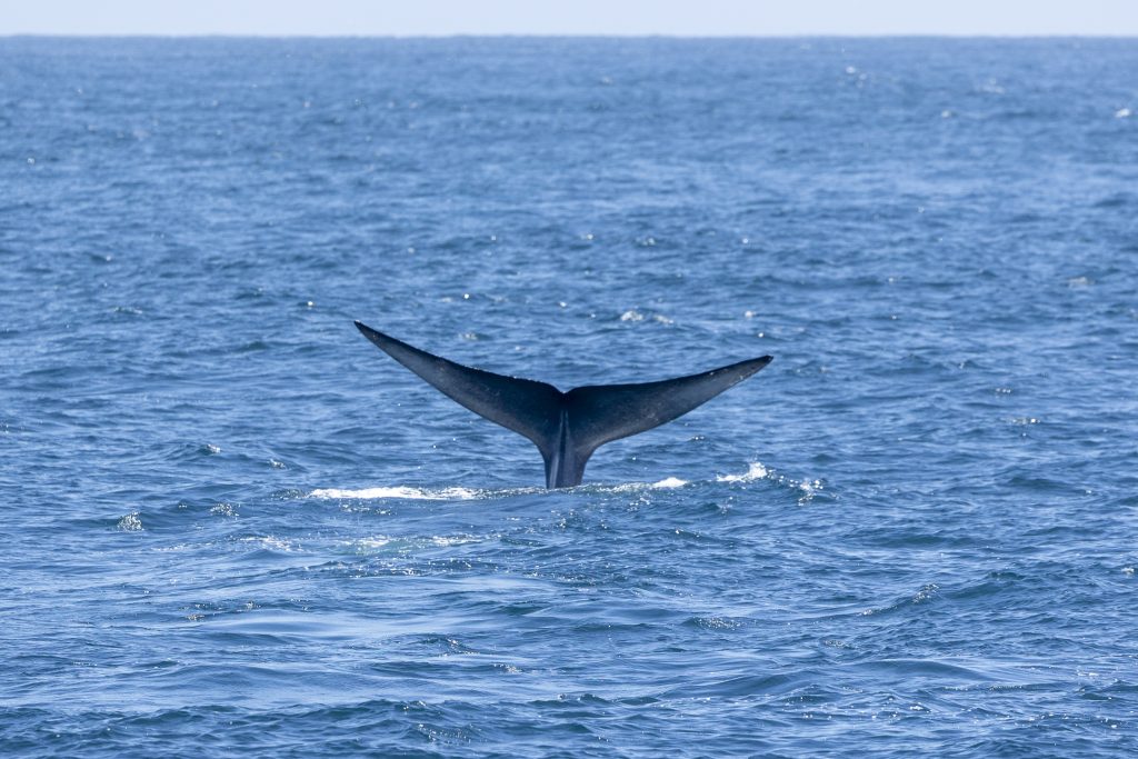 20240629 217A2150 | San Diego Whale Watch 9
