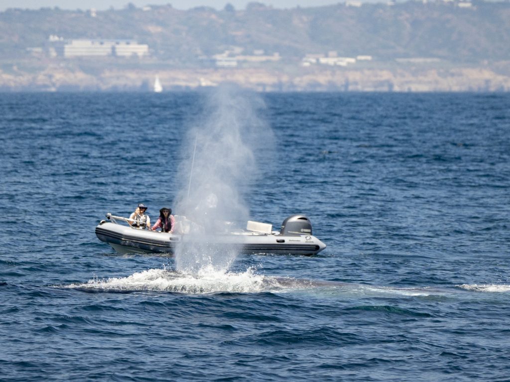 20240630 DSC8455 | San Diego Whale Watch 1